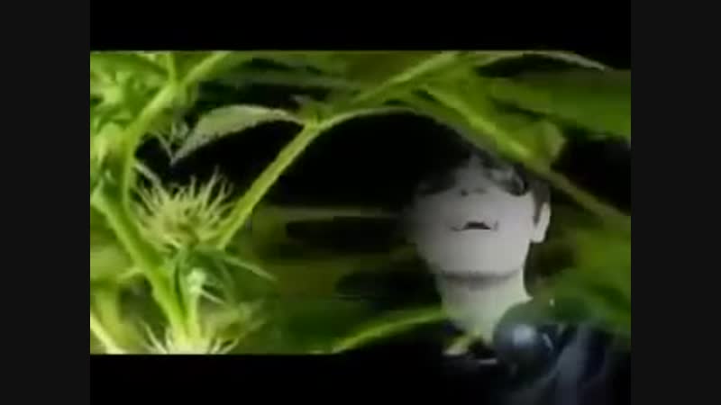 Александр шепс (alex energy) марихуана