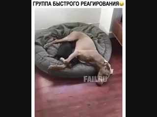 Funny animalstv 17022019 0523 mp4