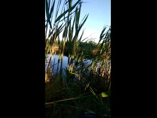 Vid 20200531 061317 mp4