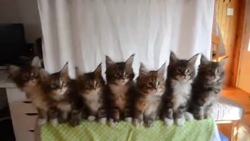 Синхронные котята