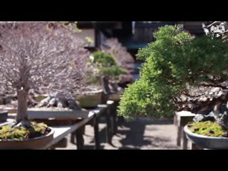Japanese gardening bonsai