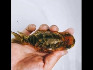 Tiger ranchu with dragon scale from vietnam