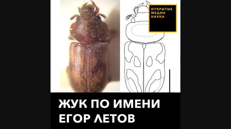 Жук егор летов