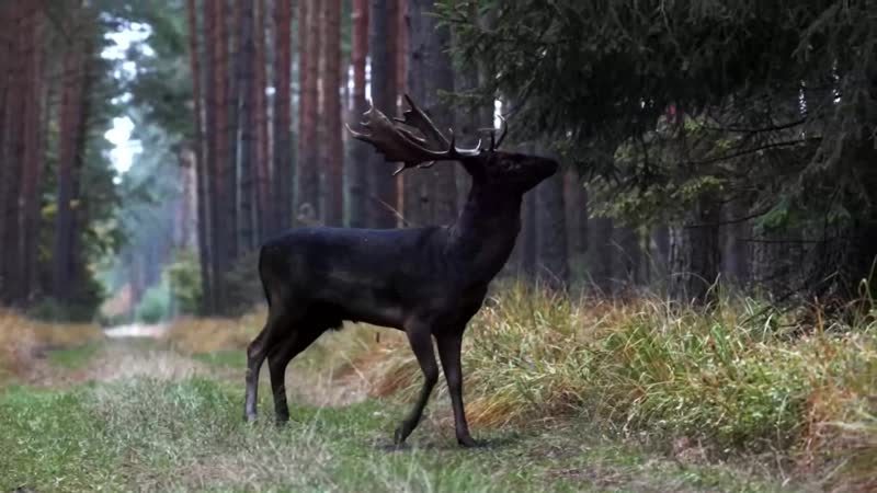 Чорний олень у лісах польщі