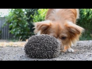 Spaniel sonia amazing dog tricks! 14 months