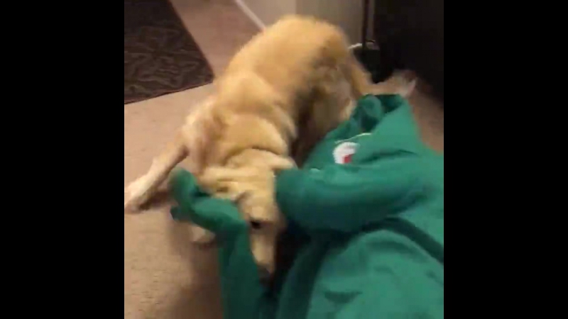 Парень сделал живую копию любимой игрушки своего пса