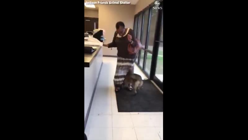 Hооman tippy taps