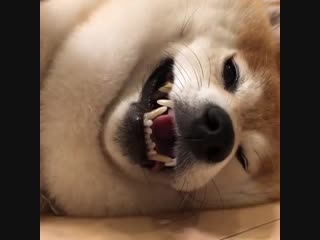 Жирная акита со вторым подбородком