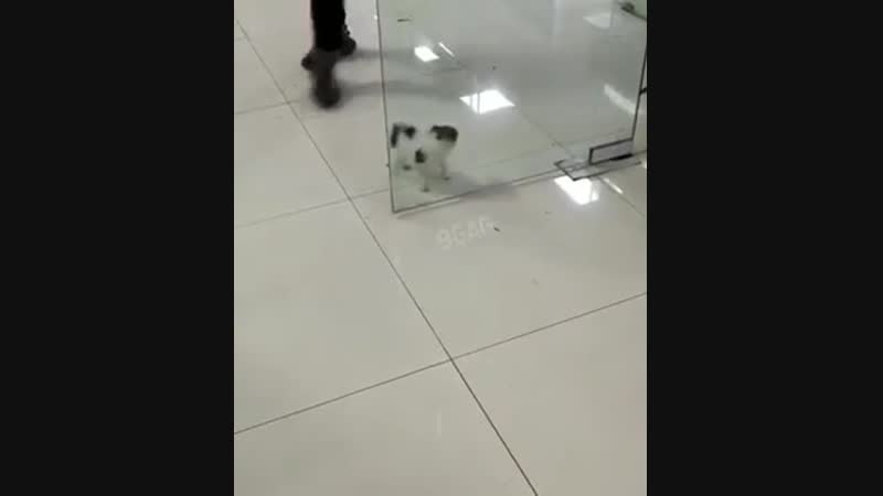 Непреодолимое препятствие