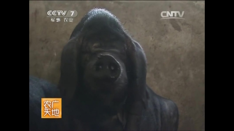 Свиньи породы ''по линг'' лючен в национальный перечень сохранения генетических ресурсов молодые и птицеводства минис