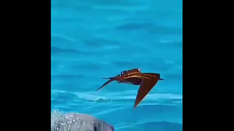 Бывает, что и плавающий летает