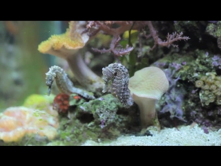 My hippocampus erectus seahorses