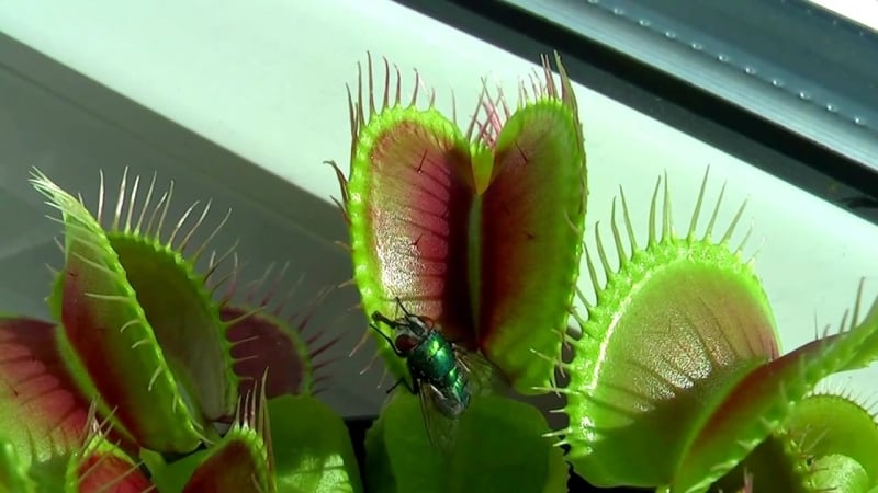 Венерина мухолоа (dionaea muscipula) ловит муху