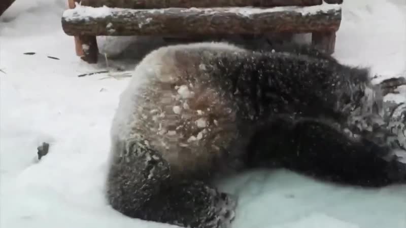 Обитатель московского зоопарка плюхается в сугробы так увлечённо, что эти кадры уже облетели иностранные сми и соцсети