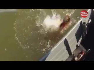 Пираньи перехватили рыбу