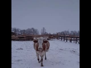 Послушная как собачка прям