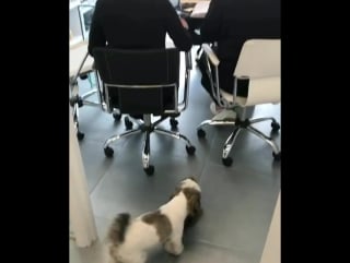 I got called into a meeting today 🤣 #pippa #shih лондон