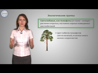 22 биология 6 приспособление растений к условиям среды освещенность