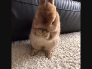 見飽きない… rabbit うさぎ ネザーランドドワーフ 愛兎 ペット オレンジ ふわもこ部 netherlanddwarf pet rabbit bunny ( 750 x 750 ) mp4