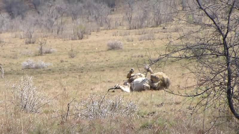 Епілептичний напад у лева
