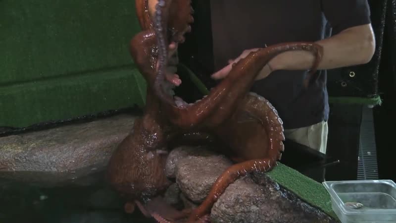 Animal Sex Octopus Porn - Getting sucked meeting large octopus