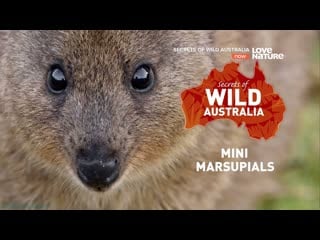 Secrets of wild australia сумчатые малютки