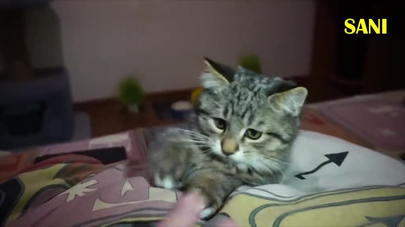 Спасение котенка грустная история со счастливым концом