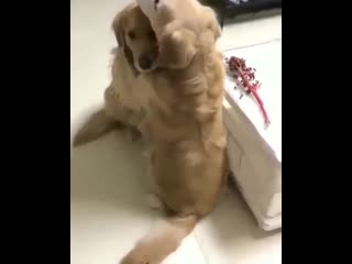 Цветочек принес, своей любимой! ツ