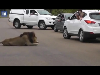 Lion terrifies porn taking photos as it reared up and roared