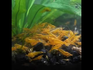 Yellow king kong caridina shrimp grazing on mk breed white crystal shrimpke ( 750 x 750 ) mp4