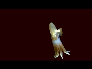 Dumbo octopus hidden ocean 2016 chukchi borderlands