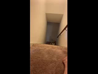 I could have sworn they told us she was a cat at the shelter