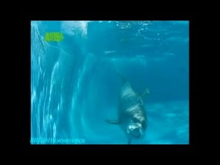 Bbc «молодые от а до я дельфины глубокомыслящие создания» (документальный, 2003)