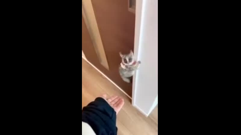 Допрыгался