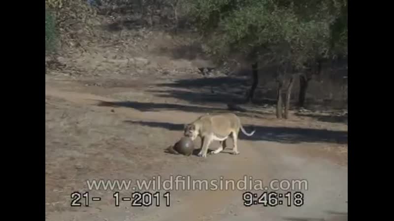 Lions try to chew on an armour plated pangolin india