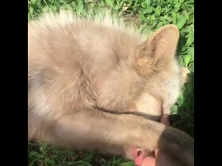 Тепло, зеленая траа, птички ляпота!