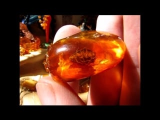 Baltic amber insect natural float at salts water 波羅的海琥珀昆蟲