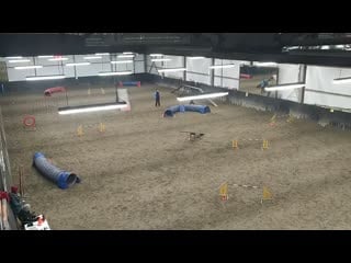 Аджилити опен large старты 2021