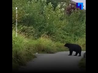 В канаде девушка встретила медведя во время утренней пробежки