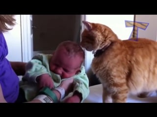 Cats and dogs meeting babies for the first time cute porn compilation