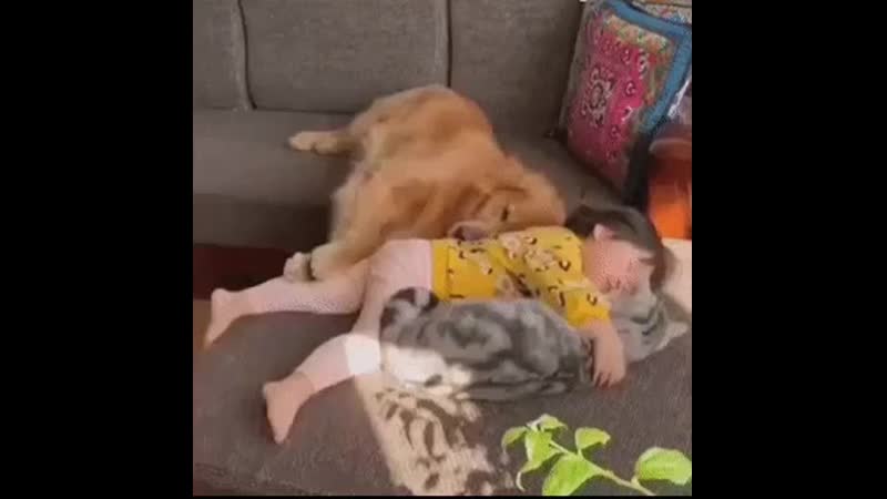 Усатые мохнатые няньки