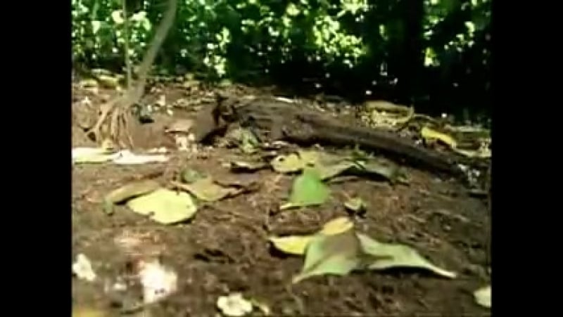 Прогулки с динозаврами "духи ледяного леса"