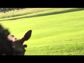 Знакомство молодого лося с трусливым гольфистом (vhs video)