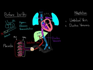 Fetal circulation before birth