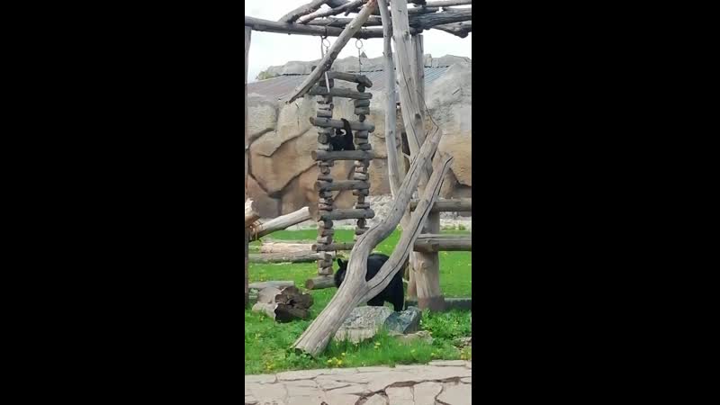 Шалости гималайский медвежат