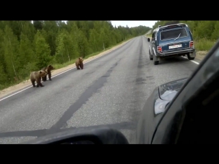 Медведи в ухте