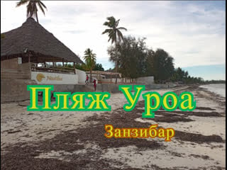 Пляж уроа занзибар uroa beach