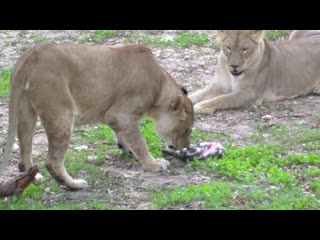 House cat vs real big cats