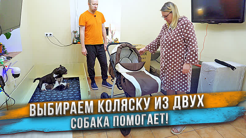 Беременная жена, муж и молодые выбирают коляску! китайская или польская? tomix или alis?