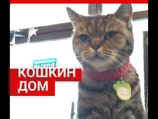 Кошкин дом «надежда»| 63 ru